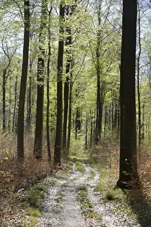 Countryside Landscape Shots Stampe: Forest trail, forest path, spring forest