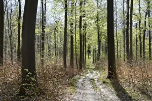 Spring Forest Landscape Stampe: Forest trail, forest path, spring forest
