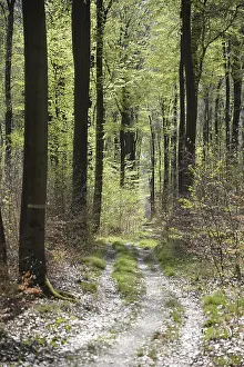 Spring Forest Landscape Stampe: Forest trail, forest path, spring forest