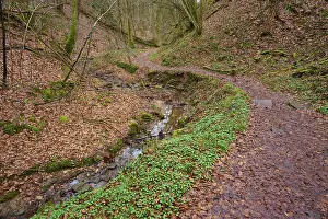 Bavaria Forest Trail Stampe: Forest trail along a small stream
