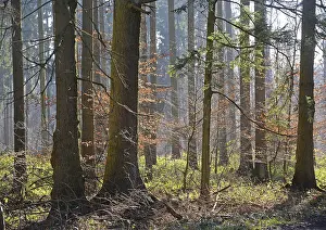 Winter Beech Forest Stampe: Forest, trees, forest, tree, winter