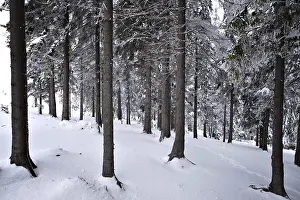 Winter Forest Landscape Stampe: Forest in winter