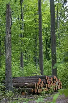 Intensive Forestry Stampe: Forestry, high size, vertical format