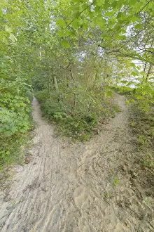 Baltic Coast Landscapes Stampe: Forked forest path, Langenberg