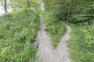 Deserted Forest Track Stampe: Forked forest path, Langenberg