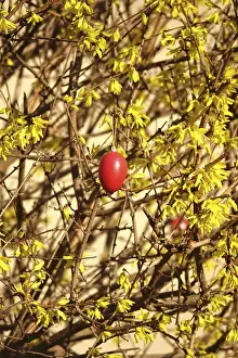 Easter Decoration Germany Stampe: Forsythia with Easter egg, March, Germany