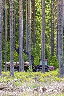 Timber Industry Equipment Stampe: Forwarder logging machine with a crane operating in a dense pine forest