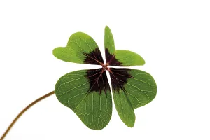 Green Studio Photography Stampe: Four-leafed clover