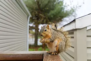 Wildlife Photography Autumn Stampe: The fox squirrel (Sciurus niger)