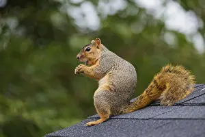 Wildlife Photography Autumn Stampe: The fox squirrel (Sciurus niger)