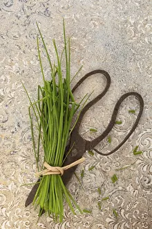 Fresh Herbs Stampe: Fresh chive and scissors from above