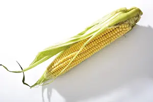 Balanced Diet Grocery Shopping Tips Stampe: Fresh corncob