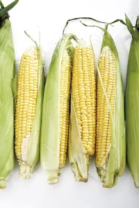 Close Up Corn Stampe: Fresh corncobs
