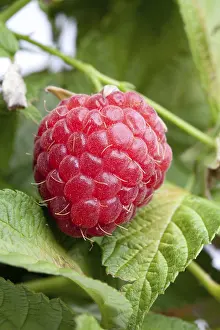 Close Up Detail Stampe: Fresh raspberry