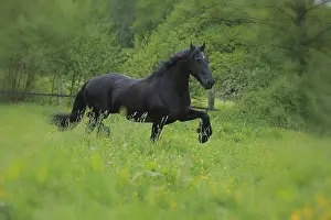 Domestic Horses Stampe: Friese, ongoing