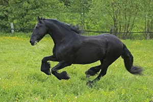 Warmblooded Horses Stampe: Friese, ongoing