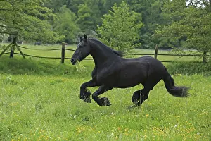 Frisian Horse Breed Stampe: Friese, ongoing