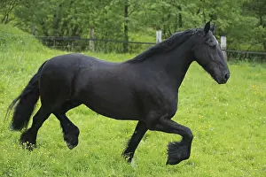 Frisian Horse Breed Stampe: Friese, ongoing