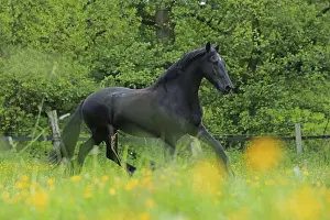 Domestic Horses Stampe: Friese, ongoing