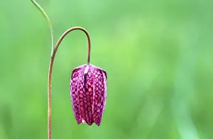 Fritillary Flower Stampe: Fritillary