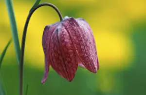 Checkerboard Flower Stampe: Fritillary