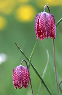 Checkerboard Flower Stampe: Fritillary