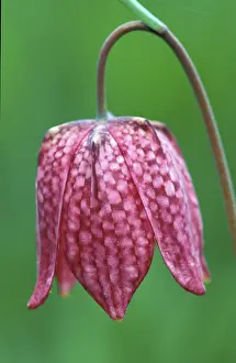 Nature Photography Images Stampe: Fritillary