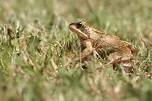 True Frog Habitat Stampe: Frog in the Grass