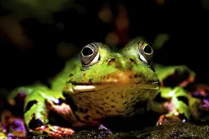 Bavaria Wildlife Images Stampe: A frog looking into the camera
