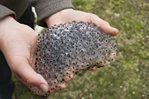 Common Frog Spawn Stampe: Frog spawn on child's hands