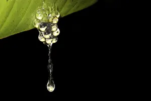 Leaf Detail Stampe: Frog spawn dropping from a leaf