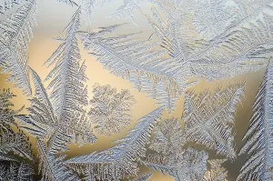 Winter Nature Scene Stampe: Frost flowers on window