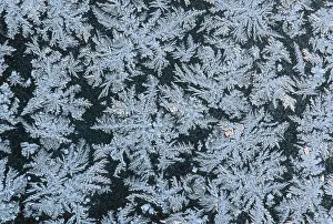 Hoar Frost Images Stampe: Frostwork on window