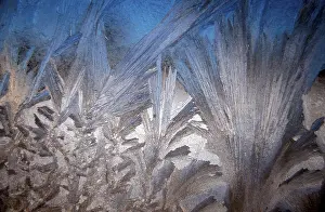 Hoarfrost Germany Stampe: Frostwork on window, Germany