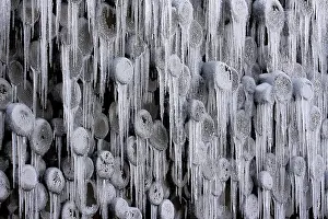 Icicle Close Up Stampe: Frozen stack of logs, icicles
