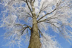 Snow Covered Trees Stampe: Frozen tree