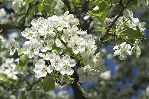 Fruit Tree Bloom Stampe: Fruit tree bloom