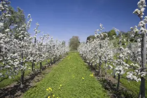 Southern Germany Flora Stampe: Fruit tree pruning, fruit trees in bloom