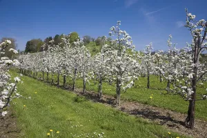 European Flora Botany Stampe: Fruit tree pruning, fruit trees in bloom
