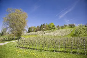 European Flora Botany Stampe: Fruit tree pruning, fruit trees in bloom
