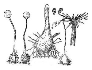 Deserted Mushroom Scene Stampe: Fruiting device (perithecium) of the fungus