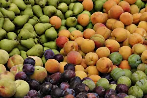 Colorful Fruits Stampe: Fruits