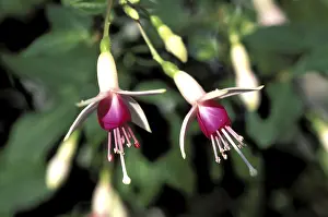 European Garden Stampe: Fuchsia