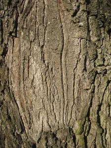 Tree Bark Close Up Stampe: Full-format close-up of a roughly structured tree bark