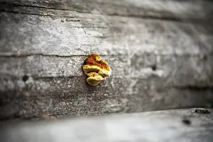 Botany Images Stampe: Fungus on a tree. selective sharpening