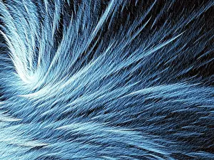 Fractal Texture Stampe: Fur or feather texture - abstract computer-generated image