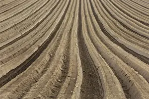 Travel Photography Fields Stampe: Furrows