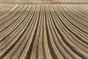 Field Work Photography Stampe: Furrows