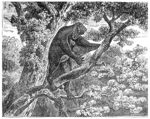 Mammalian Representation Stampe: The Galeopithecus, lemurien of the Eocene period