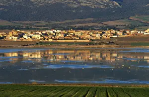 Stampe di Gallocanta, Laguna di Gallocanta, Aragon (Zaragoza), Spagna Saragozza Stampe: Gallocanta, Laguna di Gallocanta